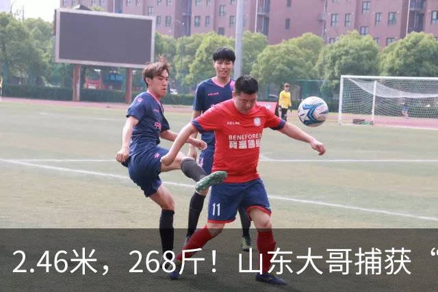 2.46米，268斤！山东大哥捕获“鲅鱼王”：常见鲅鱼仅几斤到十几斤，已被水产公司收购，将做成鲅鱼水饺